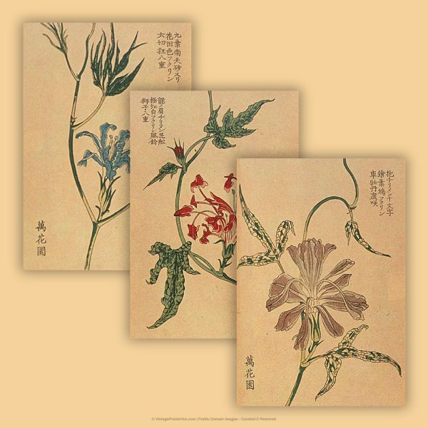 Morning Glory Flowers - Image 4