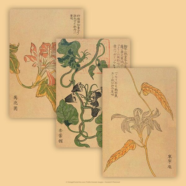 Morning Glory Flowers - Image 3