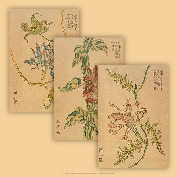 Morning Glory Flowers - Image 2